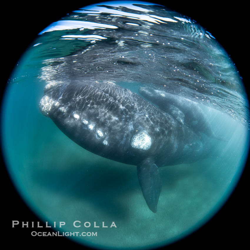 Southern right whale eyeballing the camera up close, Eubalaena australis. Whale lice can be seen clearly in the folds and crevices around the whales eye and lip groove. Puerto Piramides, Chubut, Argentina, Eubalaena australis, natural history stock photograph, photo id 38368