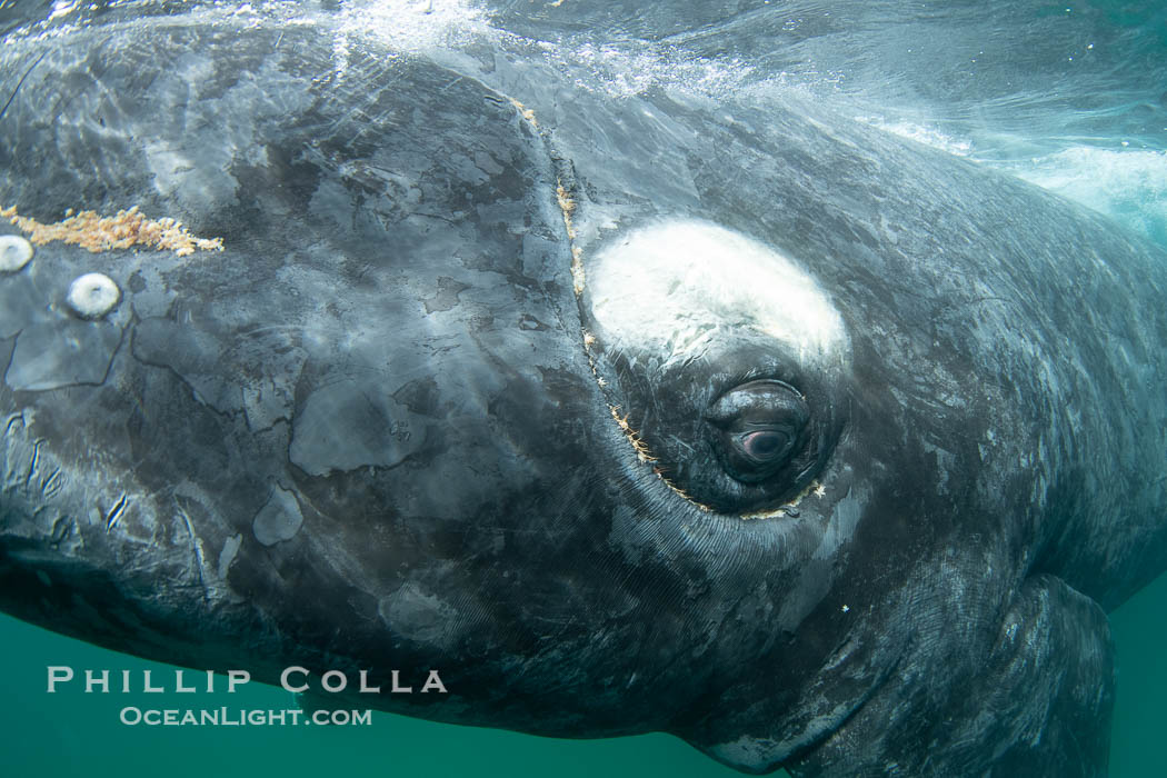 Southern right whale eyeballing the camera up close, Eubalaena australis. Whale lice can be seen clearly in the folds and crevices around the whales eye and lip groove. Puerto Piramides, Chubut, Argentina, Eubalaena australis, natural history stock photograph, photo id 38400