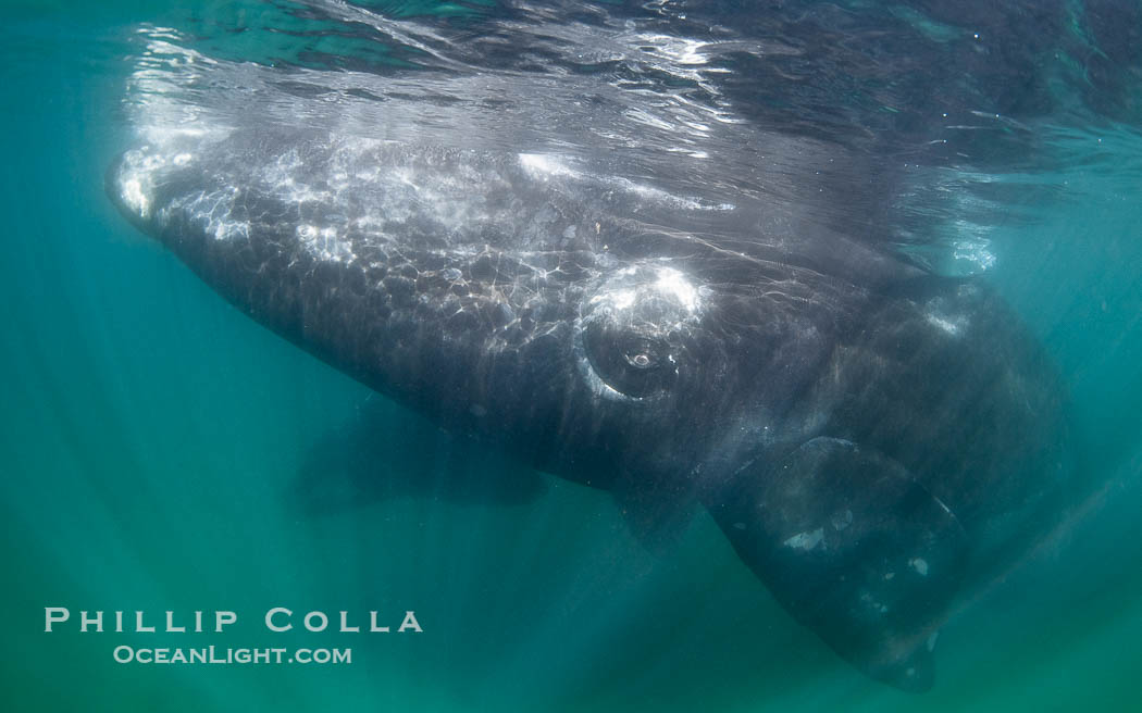 Southern right whale eyeballing the camera up close, Eubalaena australis. Whale lice can be seen clearly in the folds and crevices around the whales eye and lip groove. Puerto Piramides, Chubut, Argentina, Eubalaena australis, natural history stock photograph, photo id 38323