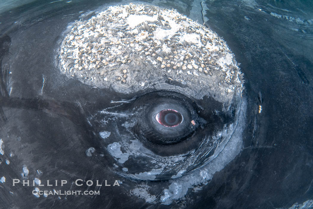 Southern right whale eyeballing the camera up close, Eubalaena australis. Whale lice can be seen clearly in the folds and crevices around the whales eye and lip groove, Eubalaena australis, Puerto Piramides, Chubut, Argentina