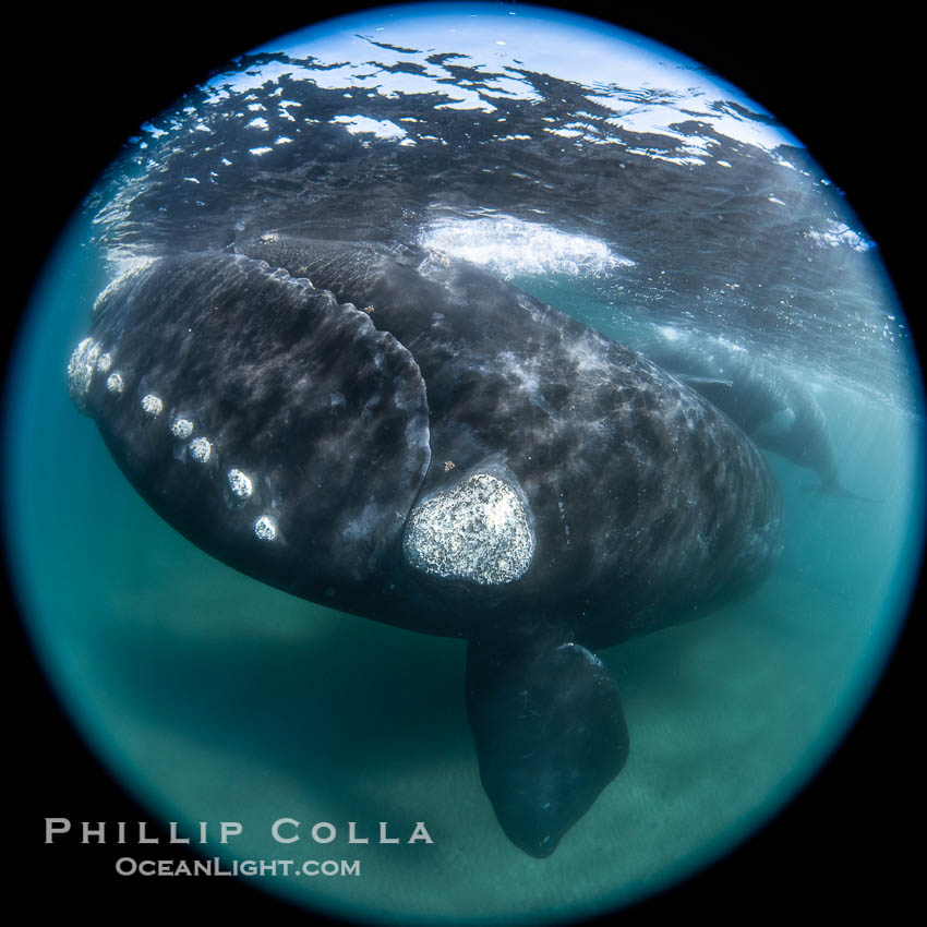 Southern right whale eyeballing the camera up close, Eubalaena australis. Whale lice can be seen clearly in the folds and crevices around the whales eye and lip groove. Puerto Piramides, Chubut, Argentina, Eubalaena australis, natural history stock photograph, photo id 38369