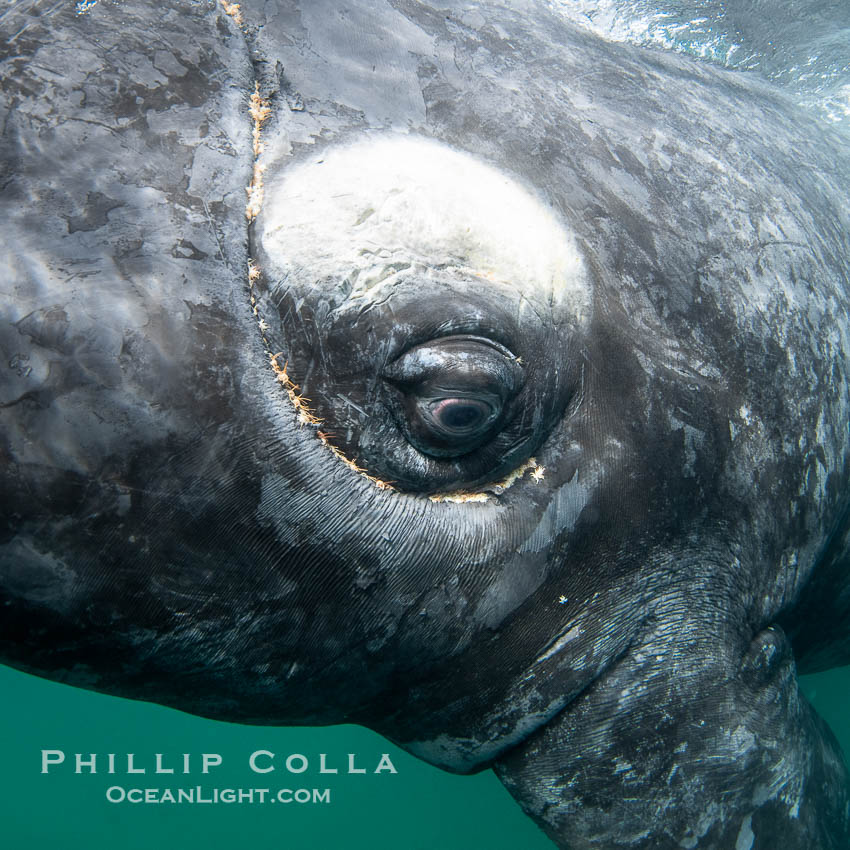Southern right whale eyeballing the camera up close, Eubalaena australis. Whale lice can be seen clearly in the folds and crevices around the whales eye and lip groove. Puerto Piramides, Chubut, Argentina, Eubalaena australis, natural history stock photograph, photo id 38401