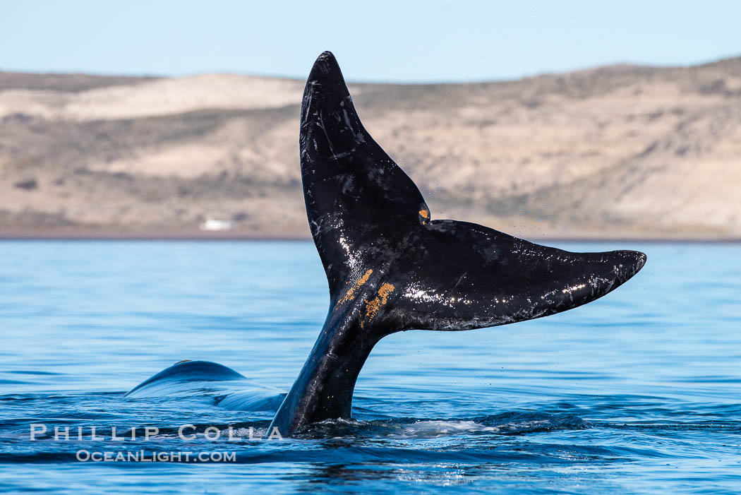 Southern right whale raises its fluke tail out of the water prior to diving. Puerto Piramides, Chubut, Argentina, Eubalaena australis, natural history stock photograph, photo id 38458