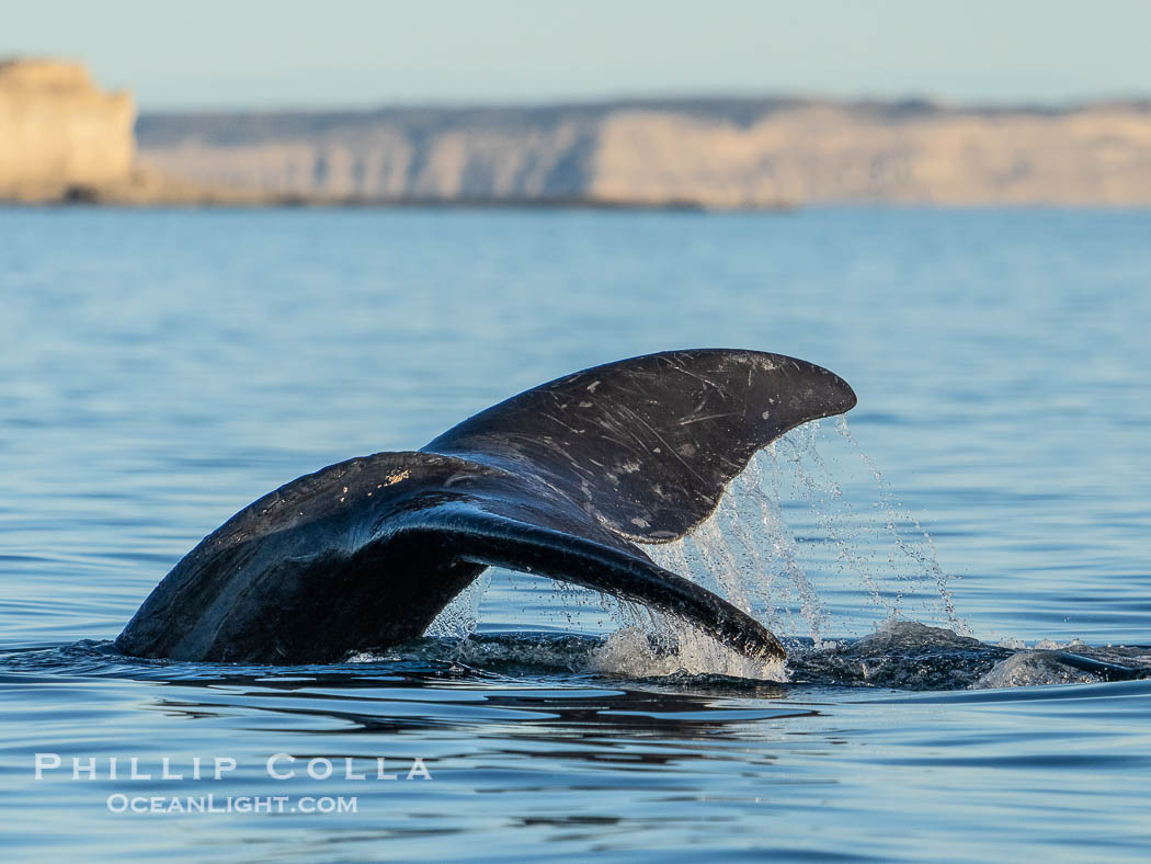 Southern right whale raises its fluke tail out of the water prior to diving. By permission of the Government of Argentina, Chubut, permit # 51 / 2025-SsCyA., Eubalaena australis, natural history stock photograph, photo id 41246