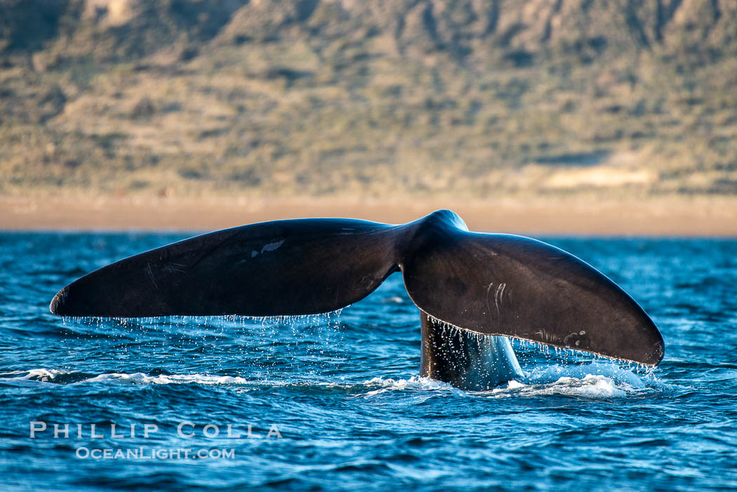 Southern right whale raises its fluke tail out of the water prior to diving. Puerto Piramides, Chubut, Argentina, Eubalaena australis, natural history stock photograph, photo id 38335