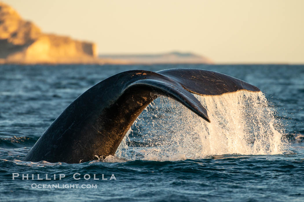 Southern right whale raises its fluke tail out of the water prior to diving, Eubalaena australis, Puerto Piramides, Chubut, Argentina