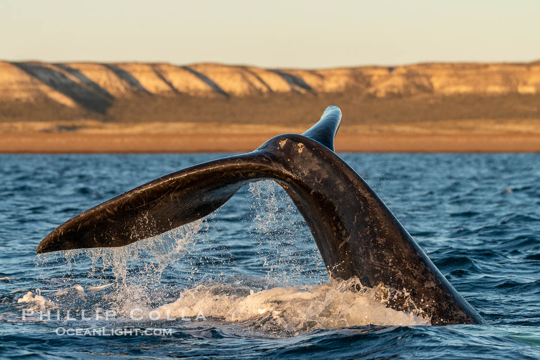 Southern right whale raises its fluke tail out of the water prior to diving. Puerto Piramides, Chubut, Argentina, Eubalaena australis, natural history stock photograph, photo id 38341