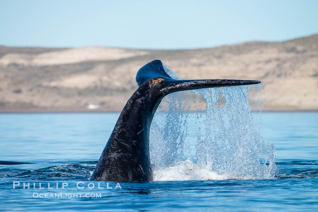 Southern right whale fluke raised out of the water, tail slapping. Puerto Piramides, Chubut, Argentina, Eubalaena australis, natural history stock photograph, photo id 38354