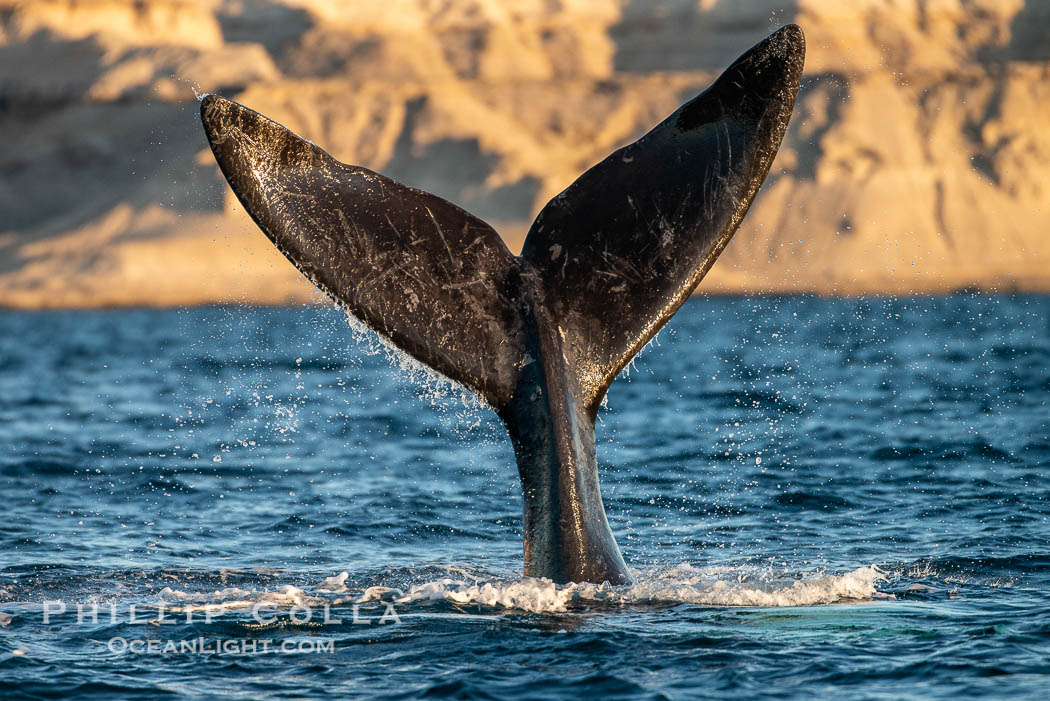 Southern right whale fluke raised out of the water, tail slapping. Puerto Piramides, Chubut, Argentina, Eubalaena australis, natural history stock photograph, photo id 38336