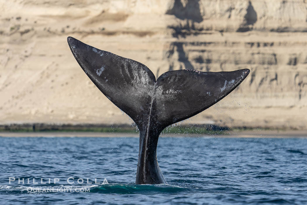 Southern Right Whale with fluke raised out of the water with the cliffs of Puerto Piramides in the distance. By permission of the Government of Argentina, Chubut, permit # 51 / 2025-SsCyA., Eubalaena australis, natural history stock photograph, photo id 41272