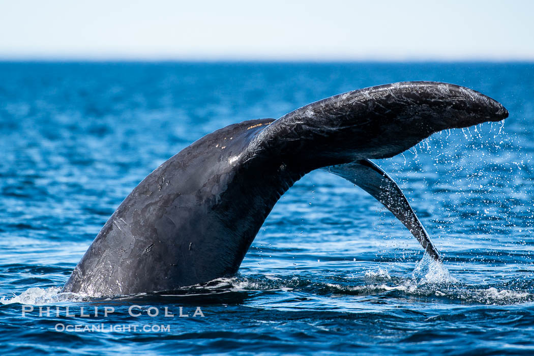 Southern right whale fluke raised out of the water, tail slapping. Puerto Piramides, Chubut, Argentina, Eubalaena australis, natural history stock photograph, photo id 38435