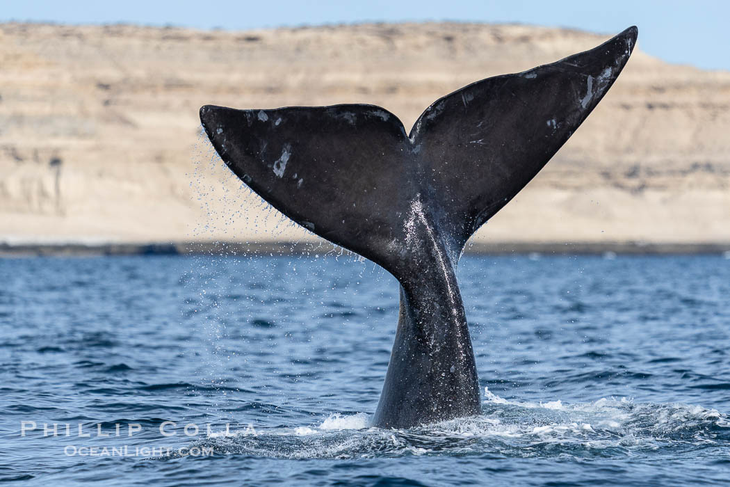 Southern Right Whale with fluke raised out fo the water with the cliffs of Puerto Piramides in the distance. By permission of the Government of Argentina, Chubut, permit # 51 / 2025-SsCyA., Eubalaena australis, natural history stock photograph, photo id 41215