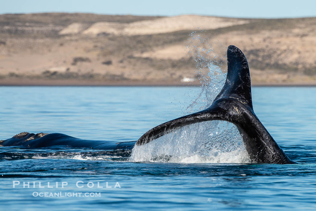 Southern right whale fluke raised out of the water, tail slapping. Puerto Piramides, Chubut, Argentina, Eubalaena australis, natural history stock photograph, photo id 38353
