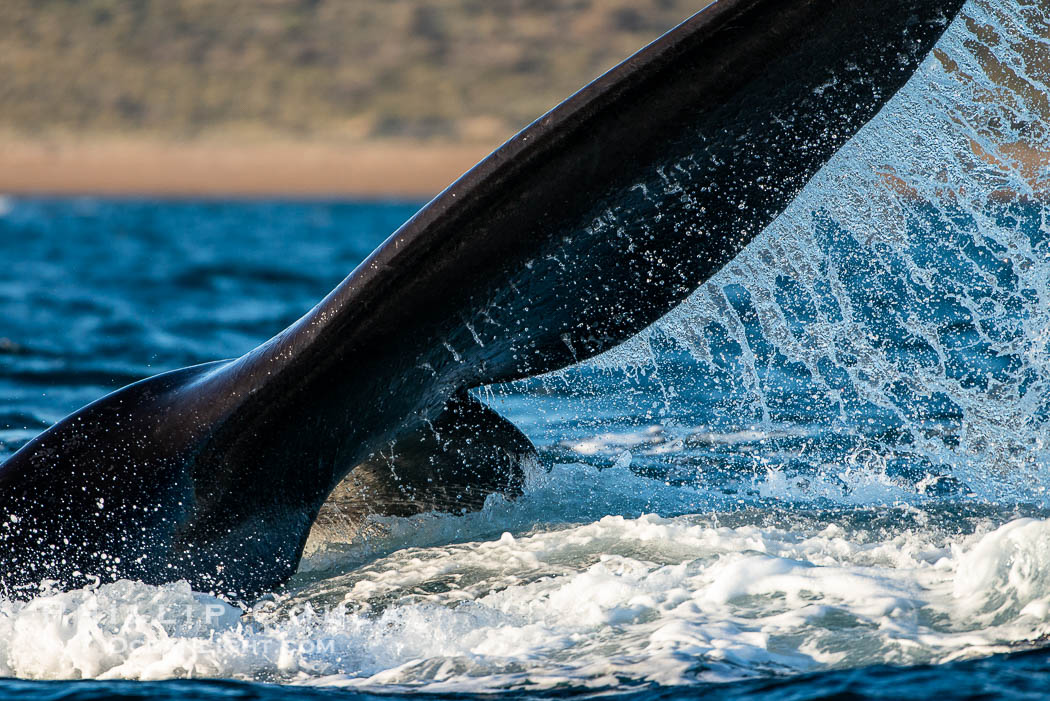 Southern right whale fluke raised out of the water, tail slapping. Puerto Piramides, Chubut, Argentina, Eubalaena australis, natural history stock photograph, photo id 38445