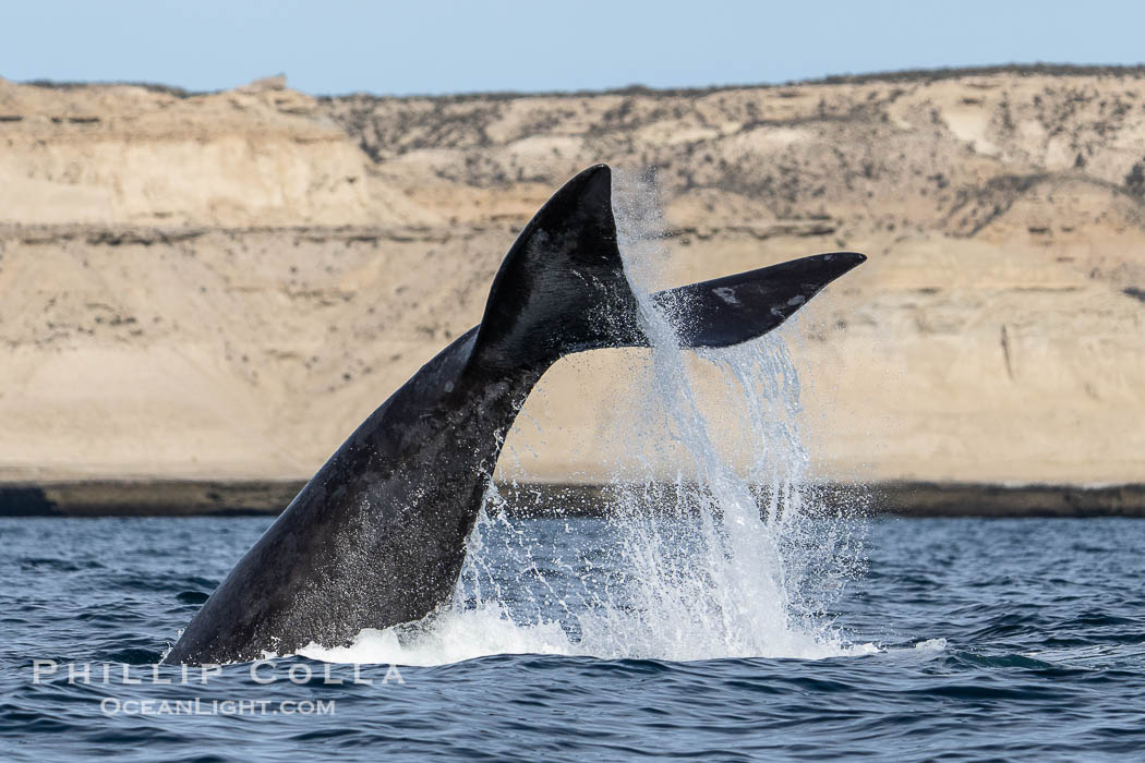 Southern Right Whale with fluke raised out of the water with the cliffs of Puerto Piramides in the distance. By permission of the Government of Argentina, Chubut, permit # 51 / 2025-SsCyA., Eubalaena australis, natural history stock photograph, photo id 41273