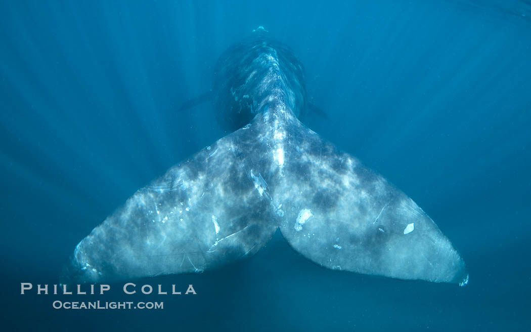 Southern right whale fluke tail, underwater. Puerto Piramides, Chubut, Argentina, Eubalaena australis, natural history stock photograph, photo id 38262