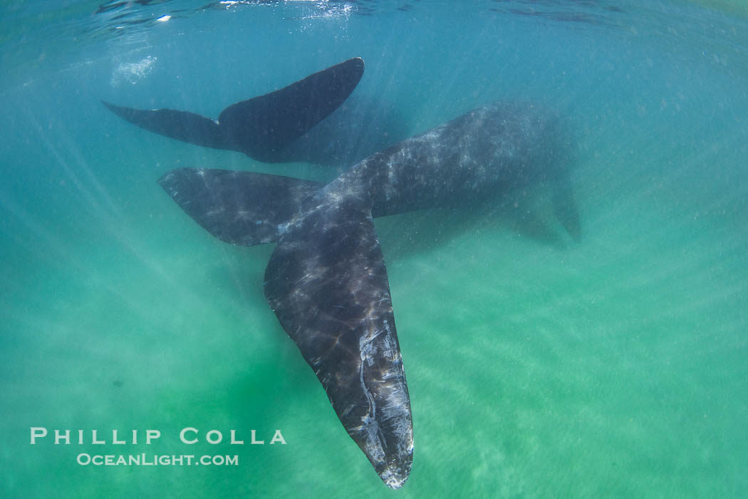 Southern right whale fluke tail, underwater. Puerto Piramides, Chubut, Argentina, Eubalaena australis, natural history stock photograph, photo id 38290