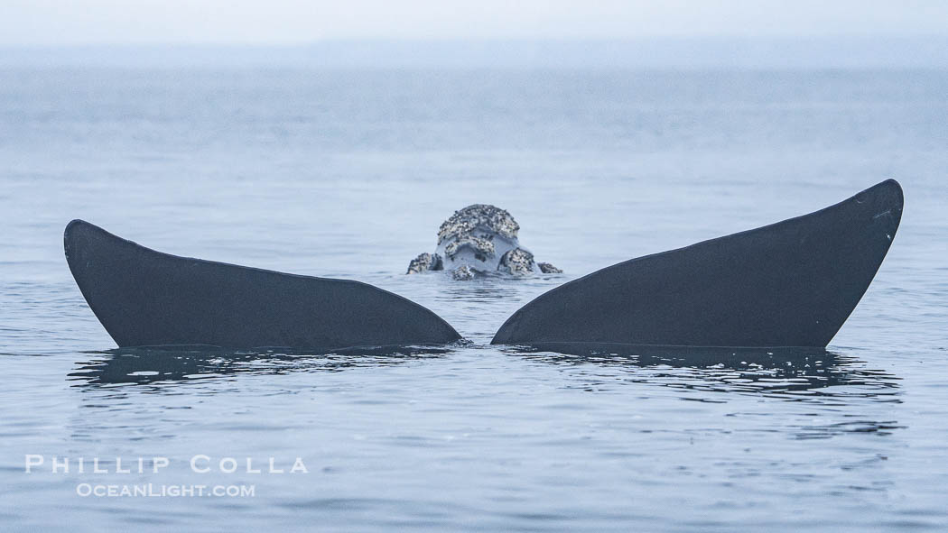 Southern right whale in the "galleon position", floating on the surface of the water with only its rostrum and fluke out of the water, in an effort to avoid gulls picking at the skin of its back. By permission of the Government of Argentina, Chubut, permit # 51 / 2025-SsCyA., Eubalaena australis, natural history stock photograph, photo id 41223