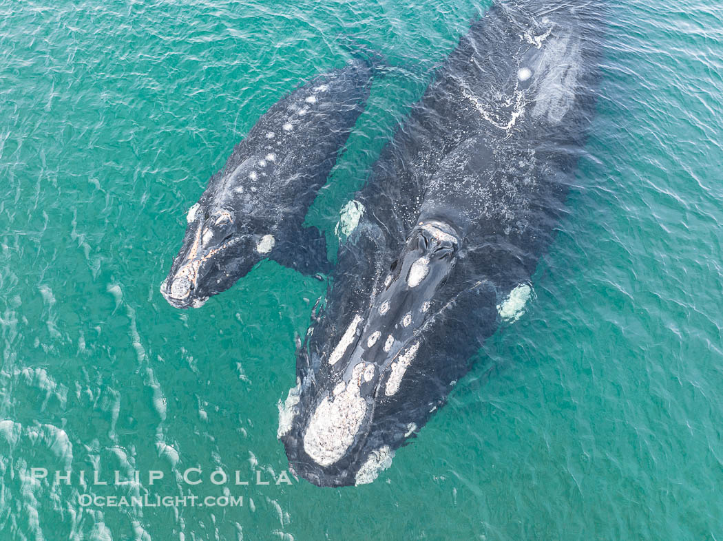 Southern right whale mother and calf, aerial photo, Eubalaena australis., Eubalaena australis, natural history stock photograph, photo id 38298