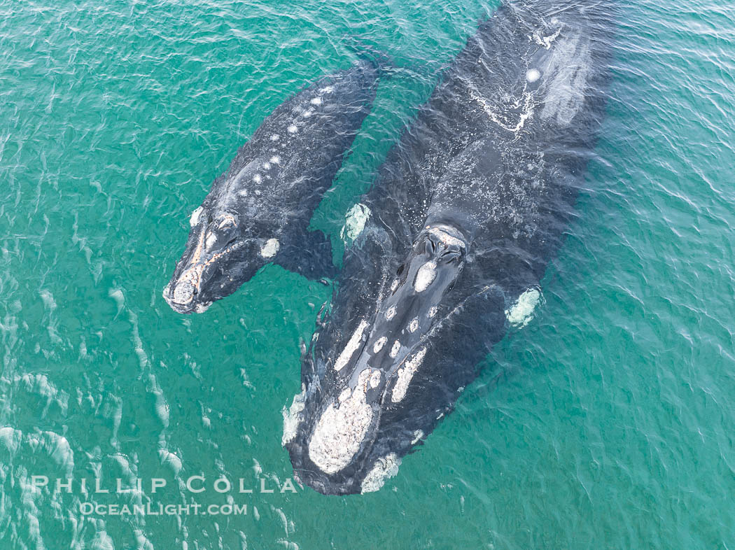 Southern right whale mother and calf, aerial photo, Eubalaena australis. Puerto Piramides, Chubut, Argentina, Eubalaena australis, natural history stock photograph, photo id 38298