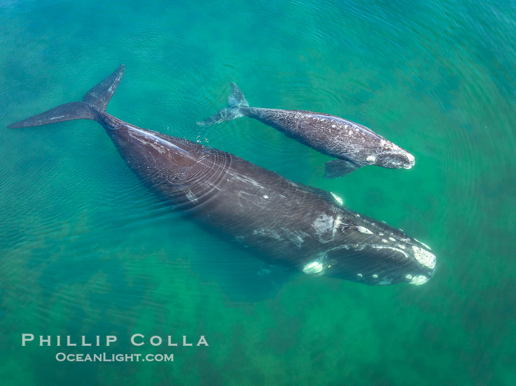 Southern right whale mother and calf, aerial photo, Eubalaena australis. Puerto Piramides, Chubut, Argentina, Eubalaena australis, natural history stock photograph, photo id 38370