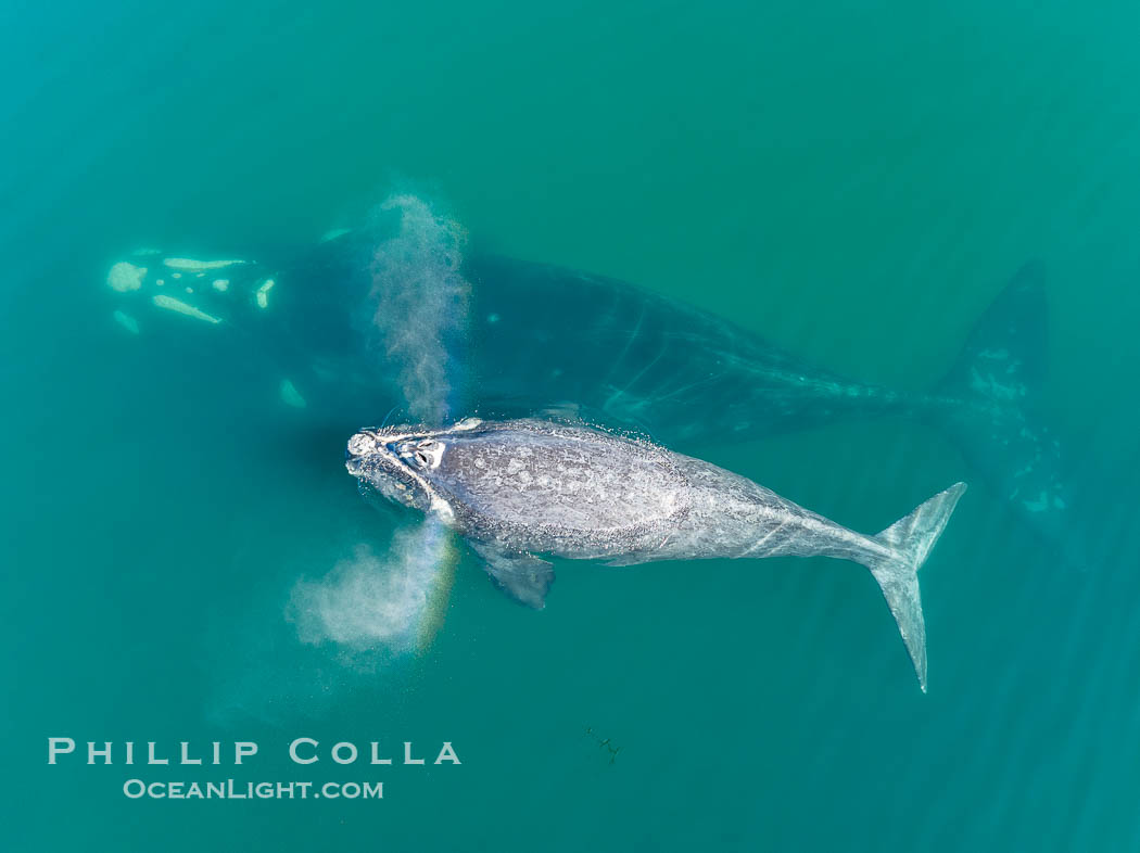 Southern right whale mother and calf, aerial photo, Eubalaena australis. Puerto Piramides, Chubut, Argentina, Eubalaena australis, natural history stock photograph, photo id 38382