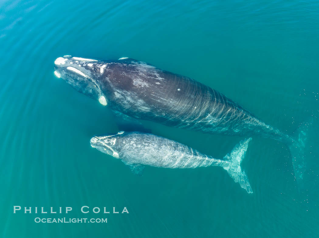 Southern right whale mother and calf, aerial photo, Eubalaena australis. Puerto Piramides, Chubut, Argentina, Eubalaena australis, natural history stock photograph, photo id 38386