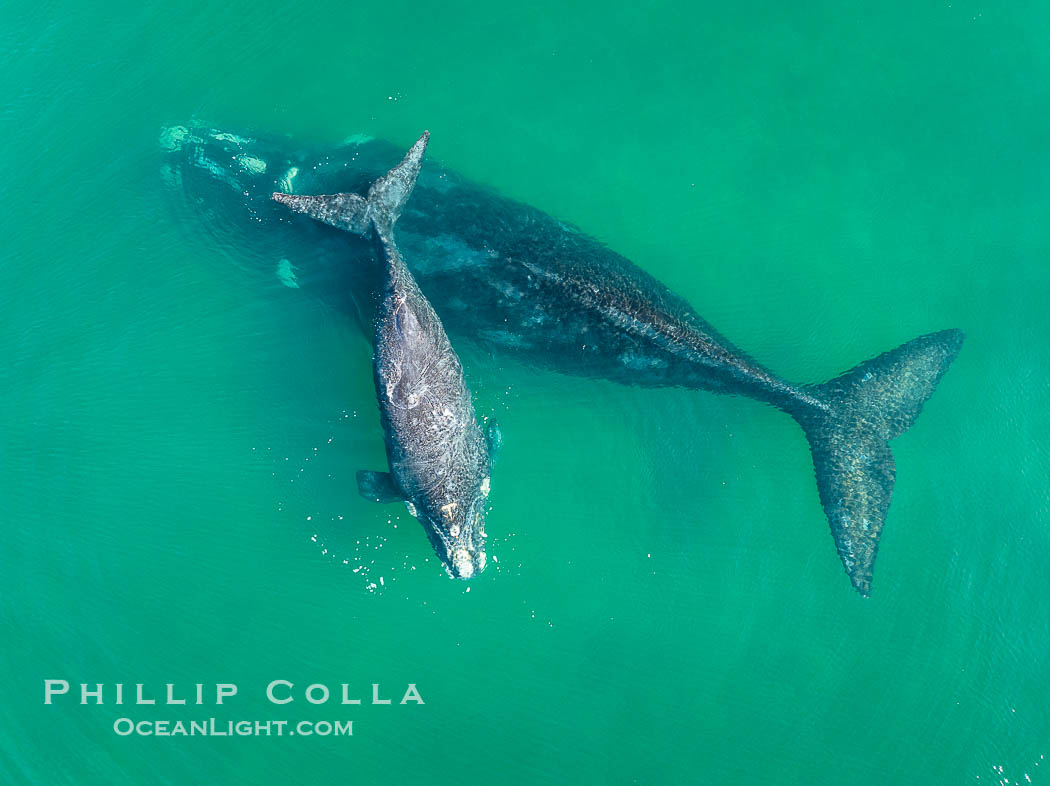 Southern right whale mother and calf, aerial photo, Eubalaena australis. Puerto Piramides, Chubut, Argentina, Eubalaena australis, natural history stock photograph, photo id 38348