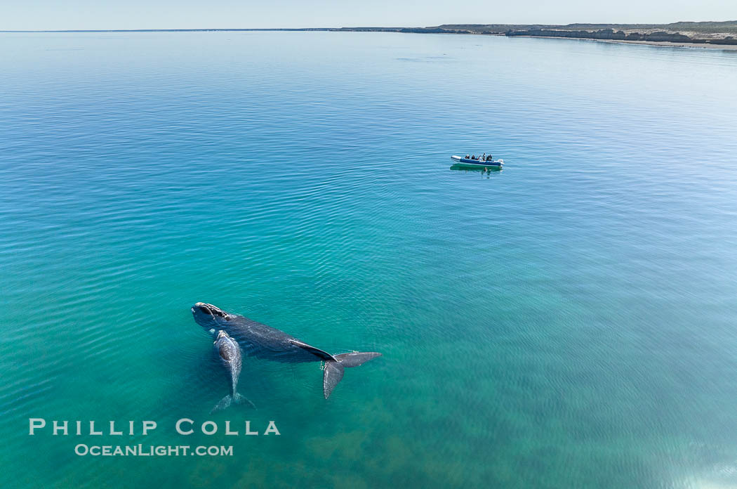 Southern right whale mother and calf, aerial photo, Eubalaena australis, Eubalaena australis, Puerto Piramides, Chubut, Argentina