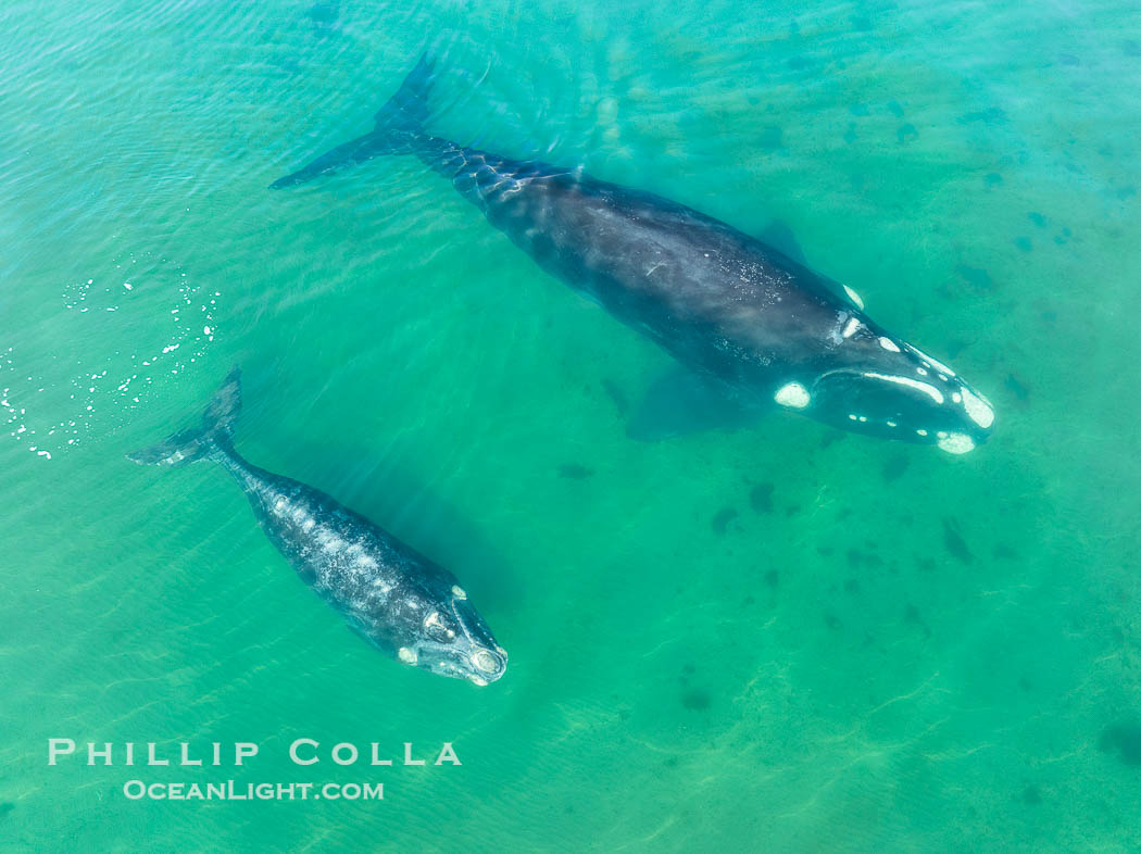 Southern right whale mother and calf, aerial photo, Eubalaena australis. Puerto Piramides, Chubut, Argentina, Eubalaena australis, natural history stock photograph, photo id 38347