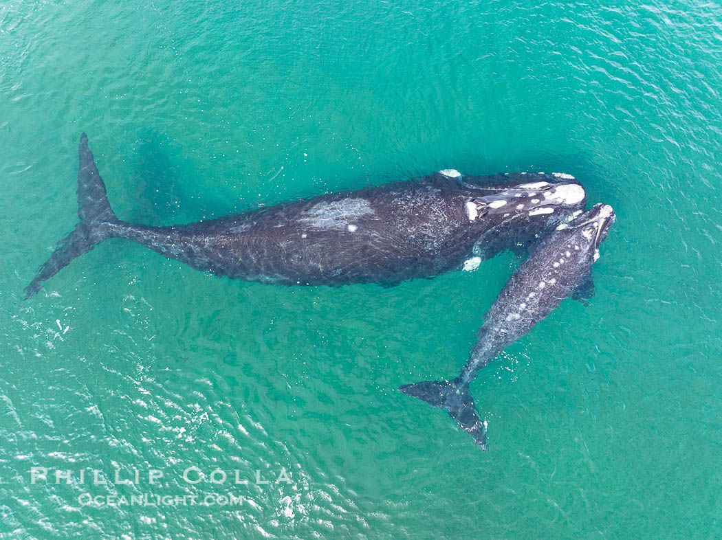 Southern right whale mother and calf, aerial photo, Eubalaena australis. Puerto Piramides, Chubut, Argentina, Eubalaena australis, natural history stock photograph, photo id 38297