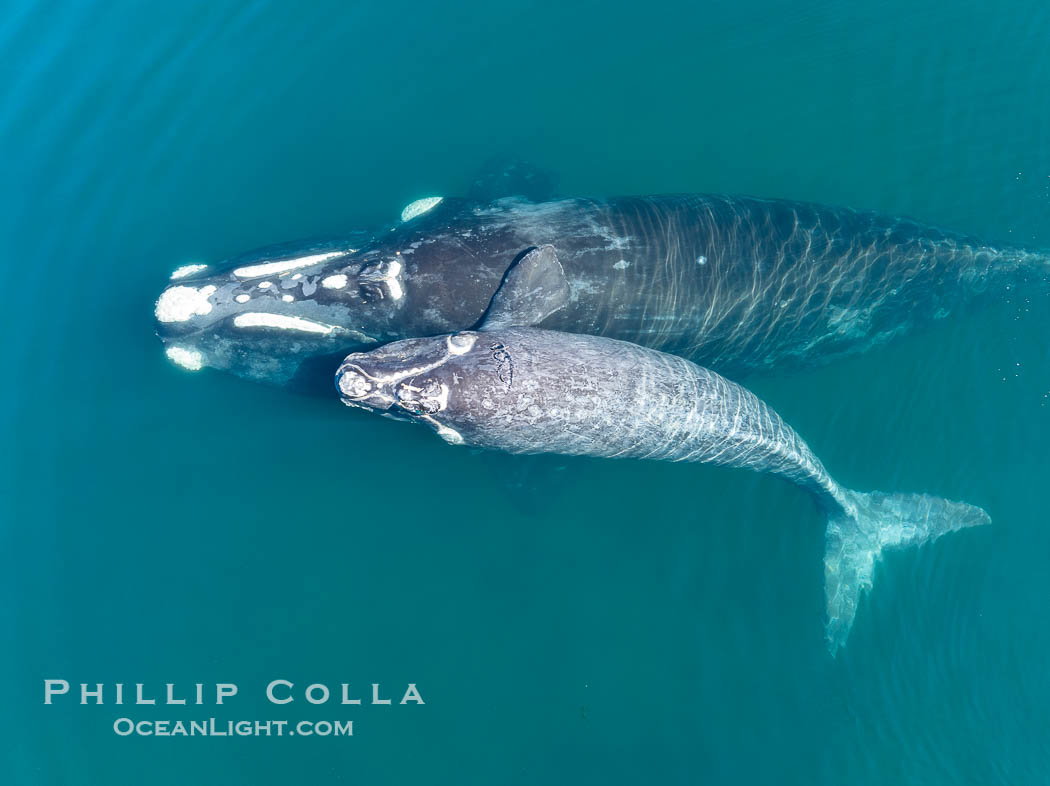 Southern right whale mother and calf, aerial photo, Eubalaena australis. Puerto Piramides, Chubut, Argentina, Eubalaena australis, natural history stock photograph, photo id 38385