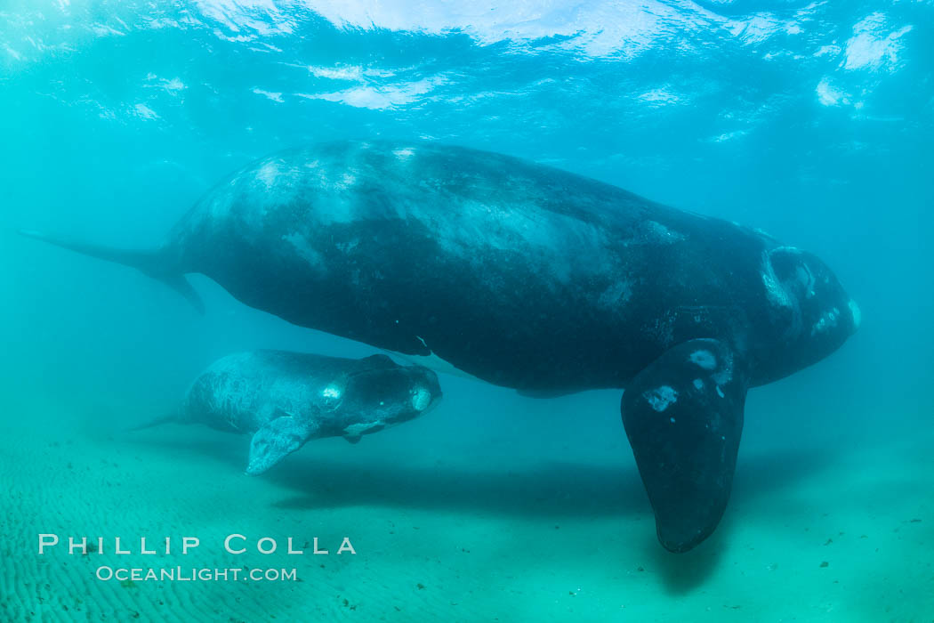 Southern right whale mother and calf, Eubalaena australis, Argentina. Puerto Piramides, Chubut, Eubalaena australis, natural history stock photograph, photo id 35918