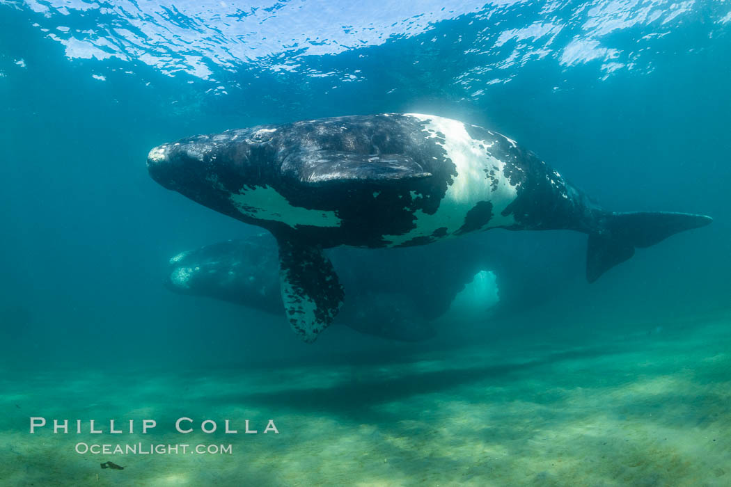 Southern right whale mother and calf, Eubalaena australis, Argentina. Puerto Piramides, Chubut, Eubalaena australis, natural history stock photograph, photo id 35920