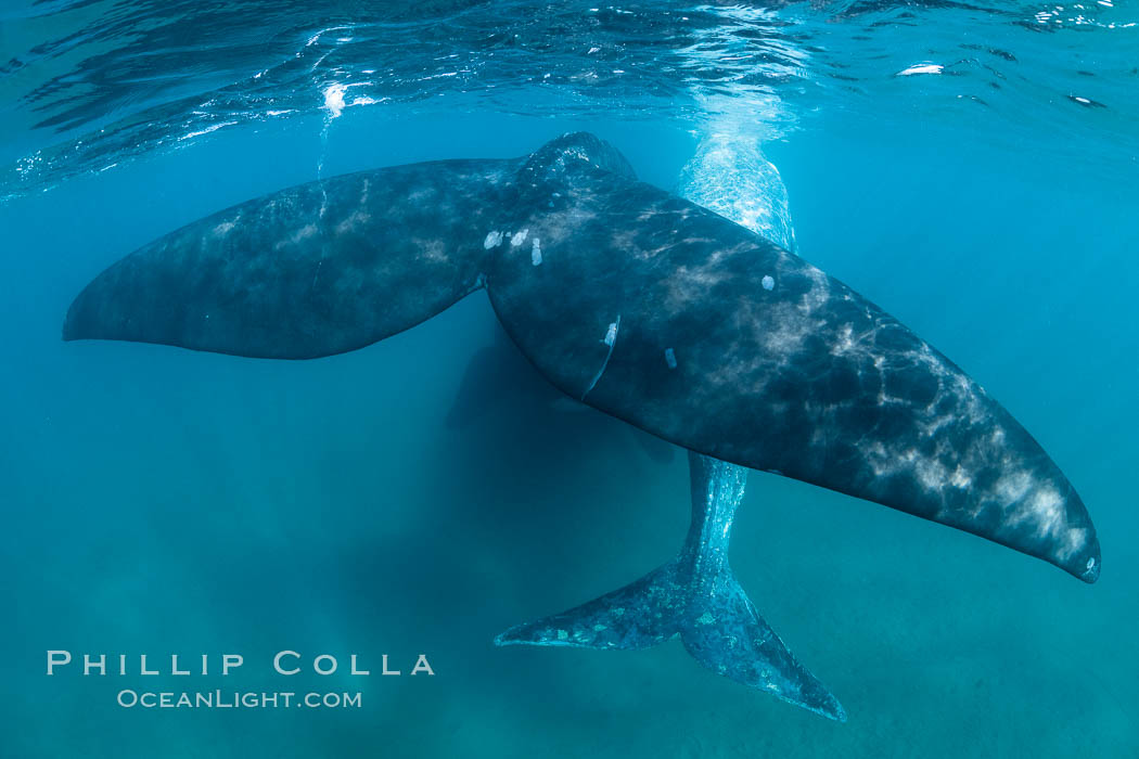 Southern right whale mother and calf, flukes, Eubalaena australis, Argentina. Puerto Piramides, Chubut, Eubalaena australis, natural history stock photograph, photo id 35924