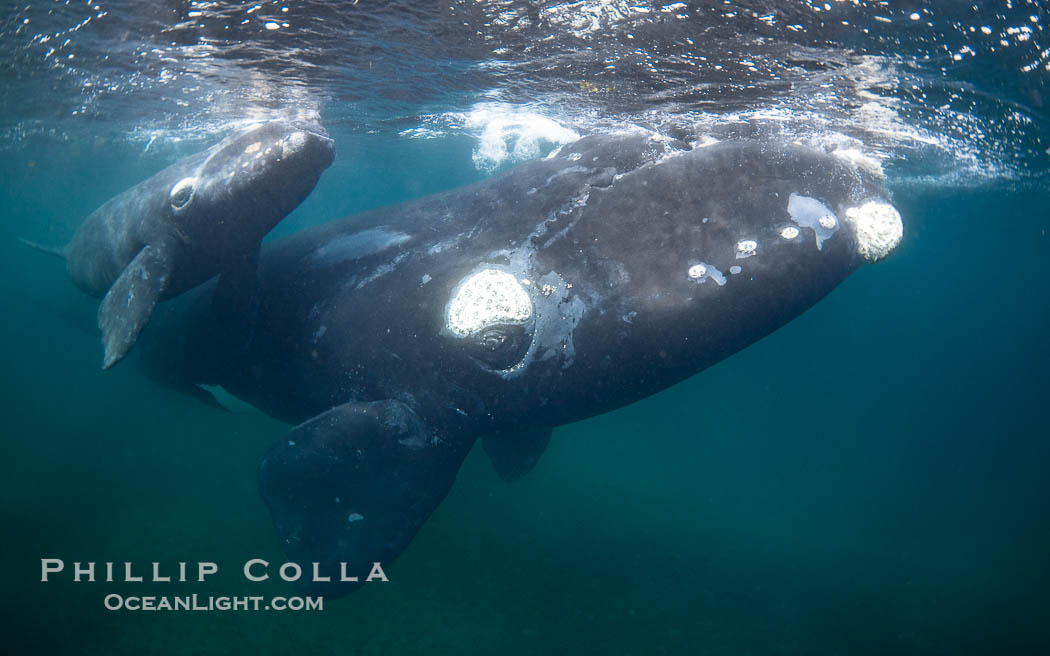 Mother and calf southern right whales underwater. The calf swims close to its mother but, if the mother is accepting, the calf will be allowed to come close to the photographer and check him out. Puerto Piramides, Chubut, Argentina, Eubalaena australis, natural history stock photograph, photo id 38314