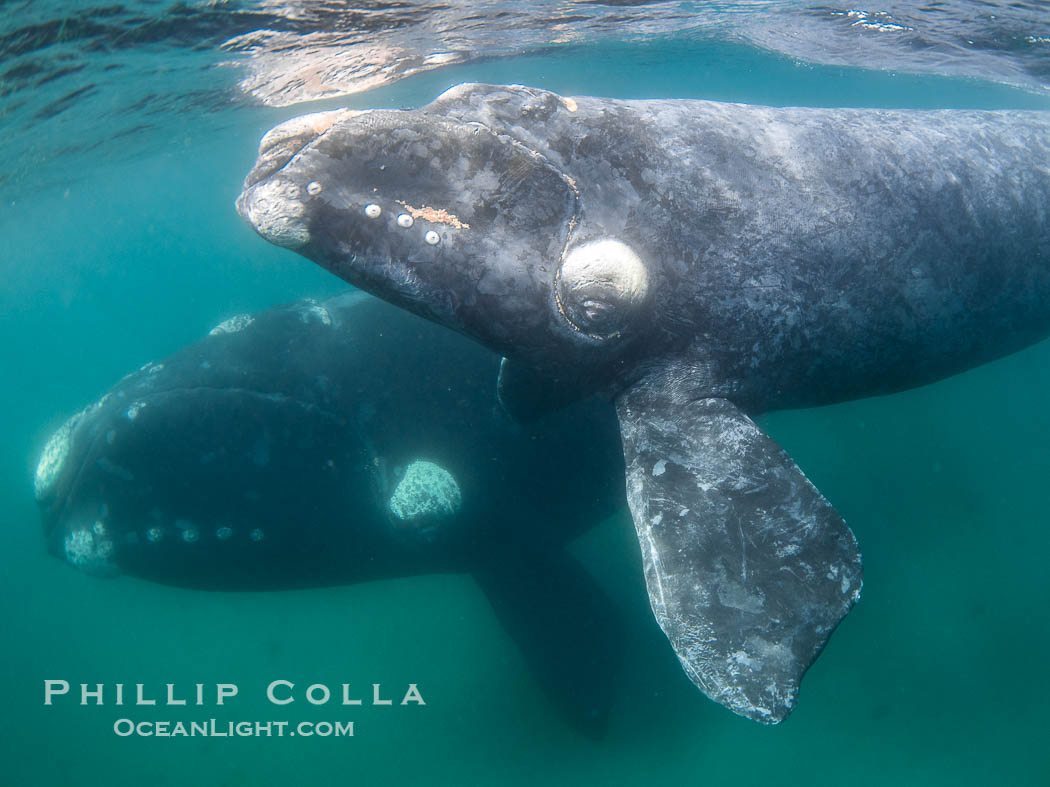 Southern right whale mother and calf underwater, Eubalaena australis. Puerto Piramides, Chubut, Argentina, Eubalaena australis, natural history stock photograph, photo id 38402