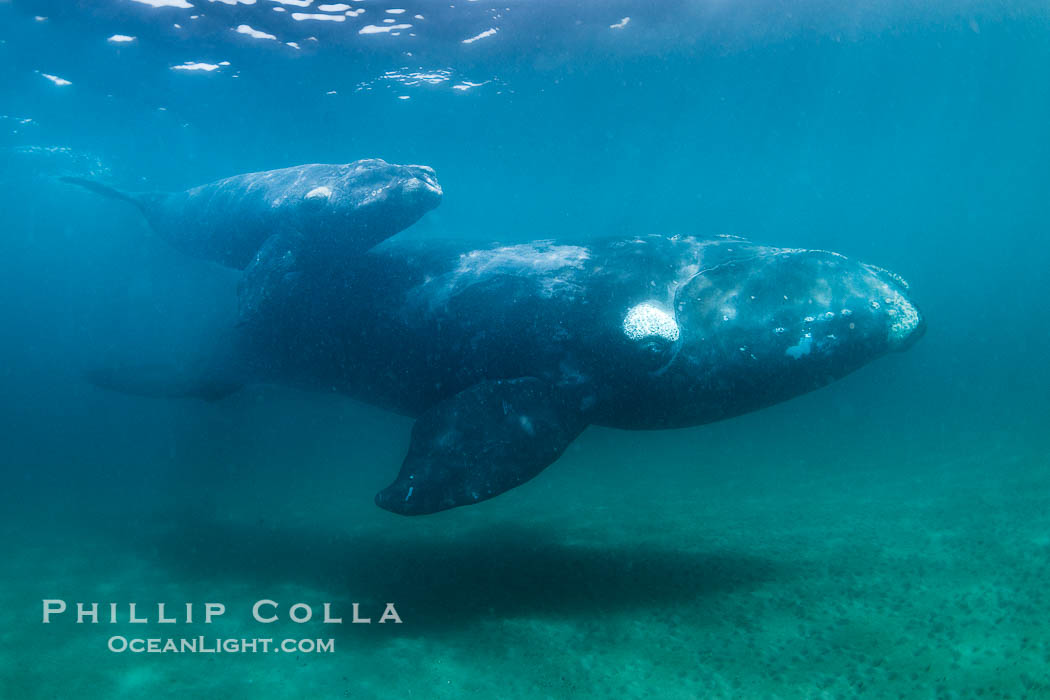 Mother and calf southern right whales underwater. The calf swims close to its mother but, if the mother is accepting, the calf will be allowed to come close to the photographer and check him out. Puerto Piramides, Chubut, Argentina, Eubalaena australis, natural history stock photograph, photo id 38304