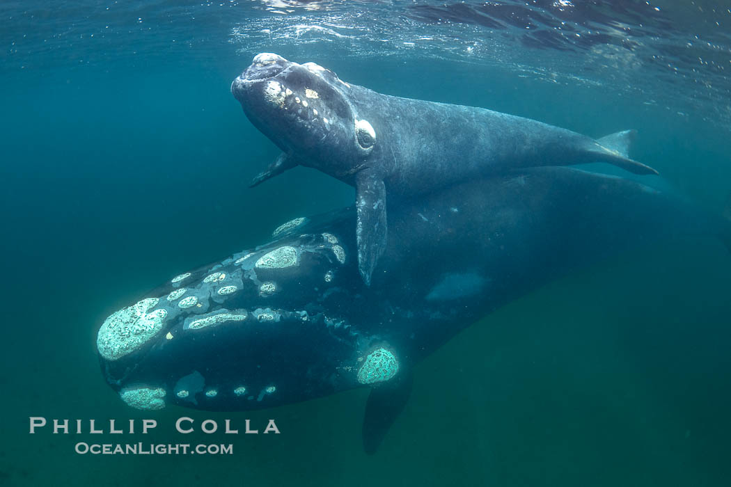 Mother and calf southern right whales underwater. The calf swims close to its mother but, if the mother is accepting, the calf will be allowed to come close to the photographer and check him out. Puerto Piramides, Chubut, Argentina, Eubalaena australis, natural history stock photograph, photo id 38312