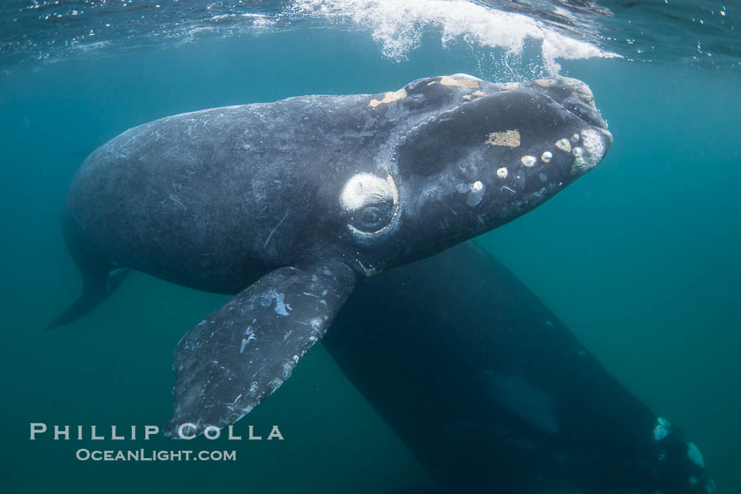 Southern right whale mother and calf underwater, Eubalaena australis. Puerto Piramides, Chubut, Argentina, Eubalaena australis, natural history stock photograph, photo id 38320