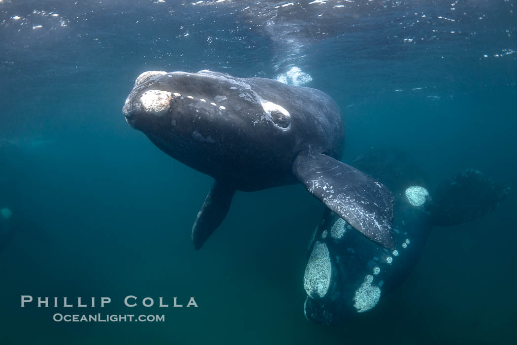 Mother and calf southern right whales underwater. The calf swims close to its mother but, if the mother is accepting, the calf will be allowed to come close to the photographer and check him out. Puerto Piramides, Chubut, Argentina, Eubalaena australis, natural history stock photograph, photo id 38444