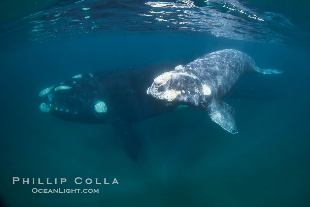 Southern right whale mother and calf underwater, Eubalaena australis. Puerto Piramides, Chubut, Argentina, Eubalaena australis, natural history stock photograph, photo id 38287