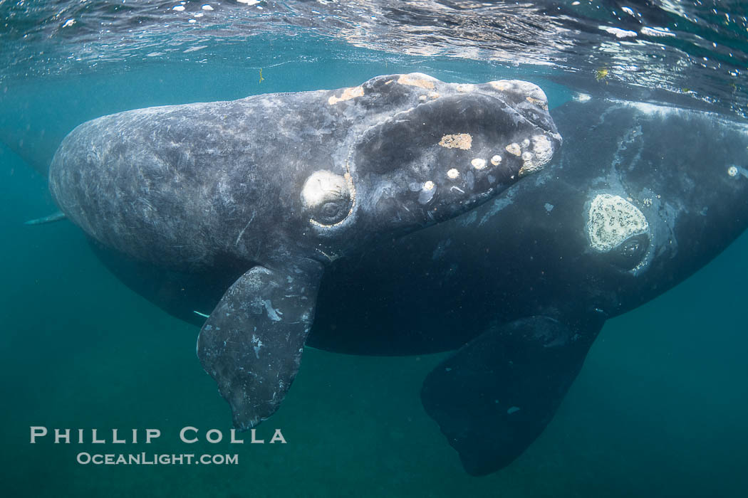 Mother and calf southern right whales underwater. The calf swims close to its mother but, if the mother is accepting, the calf will be allowed to come close to the photographer and check him out. Puerto Piramides, Chubut, Argentina, Eubalaena australis, natural history stock photograph, photo id 38315