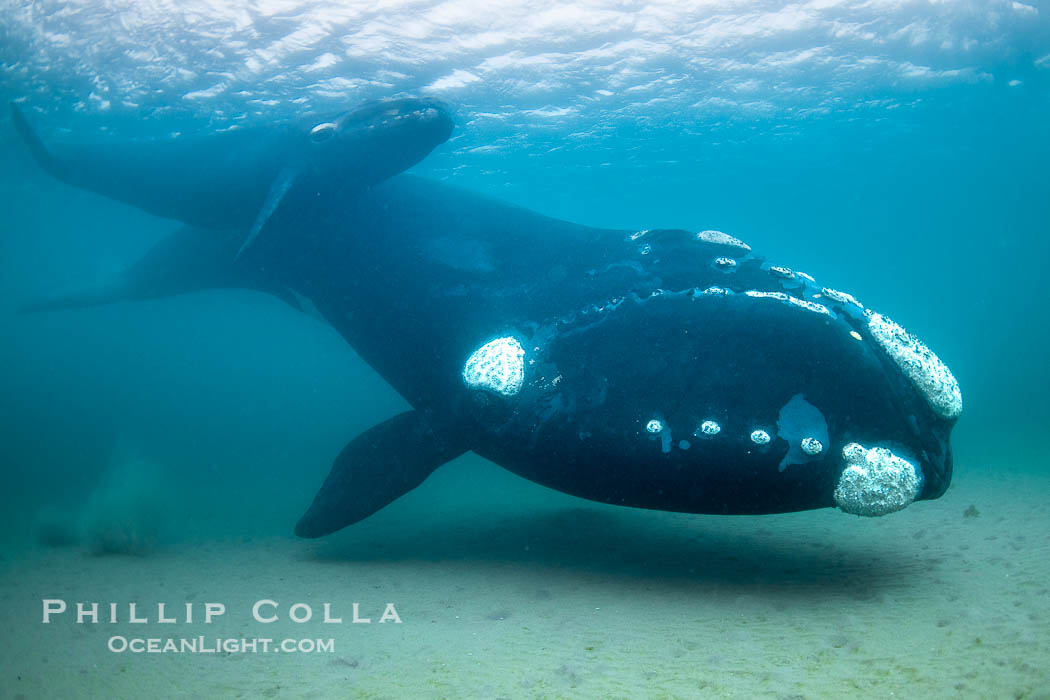 Southern right whale mother and calf underwater, Eubalaena australis, Eubalaena australis, Puerto Piramides, Chubut, Argentina