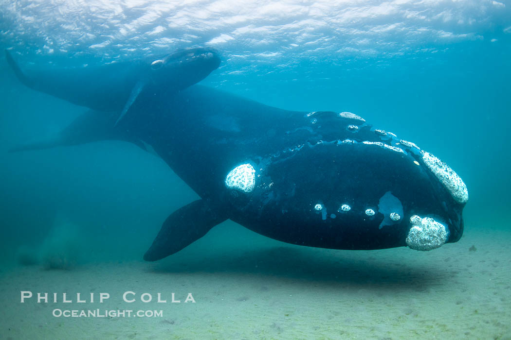 Southern right whale mother and calf underwater, Eubalaena australis, Eubalaena australis, Puerto Piramides, Chubut, Argentina Southern right whale mother and calf underwater, Eubalaena australis, Eubalaena australis, Puerto Piramides, Chubut, Argentina