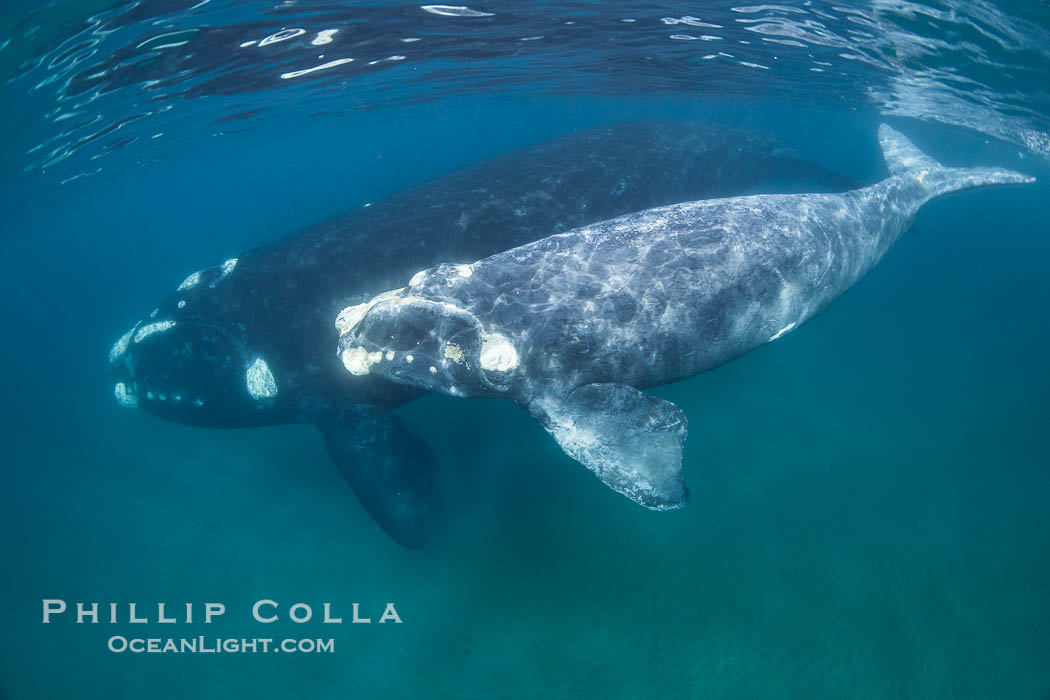 Southern right whale mother and calf underwater, Eubalaena australis. Puerto Piramides, Chubut, Argentina, Eubalaena australis, natural history stock photograph, photo id 38289