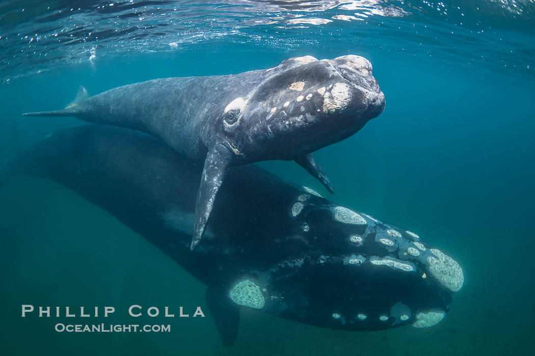 Mother and calf southern right whales underwater. The calf swims close to its mother but, if the mother is accepting, the calf will be allowed to come close to the photographer and check him out, Eubalaena australis, Puerto Piramides, Chubut, Argentina