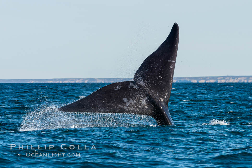 Southern right whale raising fluke out of the water, Patagonia, Argentina. Puerto Piramides, Chubut, natural history stock photograph, photo id 35995