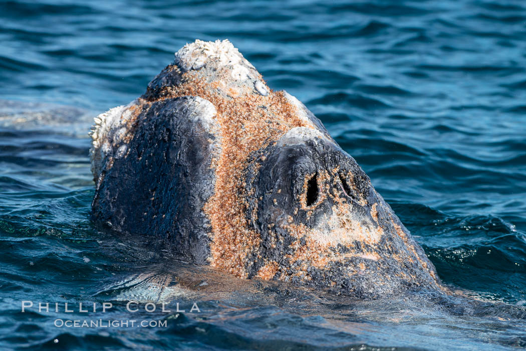 Southern right whale rostrum, showing callosities and whale lice, Eubalaena australis, Argentina. Puerto Piramides, Chubut, Eubalaena australis, natural history stock photograph, photo id 35982