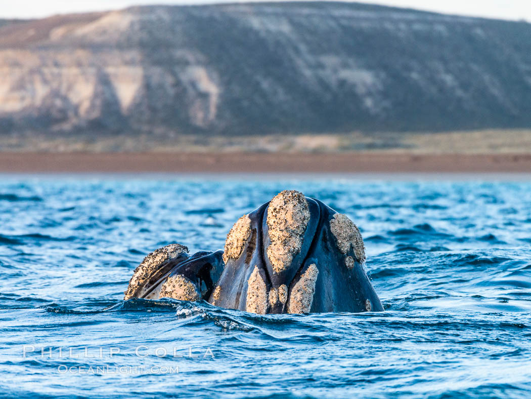 Two southern right whale rostrums, showing callosities and whale lice, Eubalaena australis, Argentina. Puerto Piramides, Chubut, Eubalaena australis, natural history stock photograph, photo id 35972